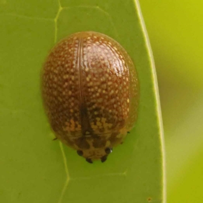Paropsisterna decolorata (A Eucalyptus leaf beetle) at Turner, ACT - 15 Oct 2023 by ConBoekel