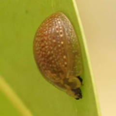 Paropsisterna decolorata at Turner, ACT - 15 Oct 2023