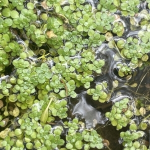 Callitriche stagnalis at Cotter River, ACT - 15 Oct 2023