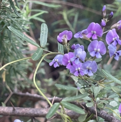 Glycine clandestina (Twining Glycine) at Lower Cotter Catchment - 15 Oct 2023 by JaneR