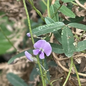 Glycine clandestina at Cotter River, ACT - 15 Oct 2023 04:09 PM