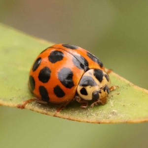 Harmonia conformis at Turner, ACT - 15 Oct 2023 11:03 AM