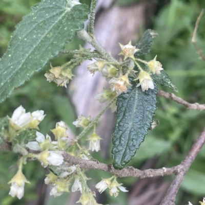 Gynatrix pulchella (Hemp Bush) at Lower Cotter Catchment - 15 Oct 2023 by JaneR