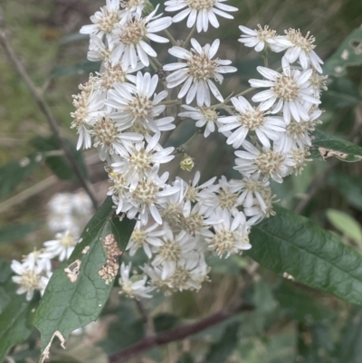 Olearia lirata (Snowy Daisybush) at Cotter River, ACT - 15 Oct 2023 by JaneR