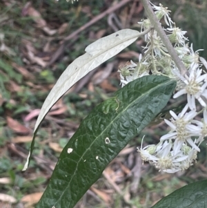 Olearia lirata at Cotter River, ACT - 15 Oct 2023 04:11 PM