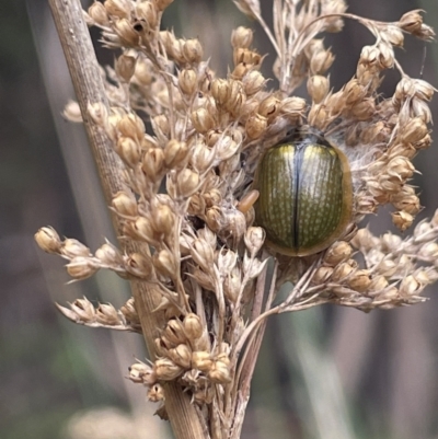 Juncus sarophorus (Broom Rush) at Lower Cotter Catchment - 15 Oct 2023 by JaneR