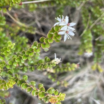 Leionema lamprophyllum subsp. obovatum (Shiny Phebalium) at Uriarra, NSW - 15 Oct 2023 by JaneR