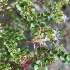 Leionema lamprophyllum subsp. obovatum at Uriarra, NSW - suppressed