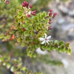 Leionema lamprophyllum subsp. obovatum at Uriarra, NSW - suppressed