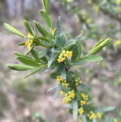 Pimelea pauciflora (Poison Rice Flower) at Uriarra, NSW - 15 Oct 2023 by JaneR