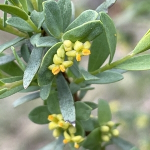 Pimelea pauciflora at Uriarra, NSW - 15 Oct 2023 01:13 PM