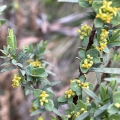 Pimelea pauciflora at Uriarra, NSW - 15 Oct 2023 01:13 PM