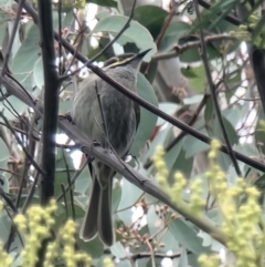 Caligavis chrysops (Yellow-faced Honeyeater) at Kaleen, ACT - 15 Oct 2023 by MattYoung