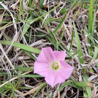 Convolvulus angustissimus subsp. angustissimus (Australian Bindweed) at Kaleen, ACT - 15 Oct 2023 by MattY1