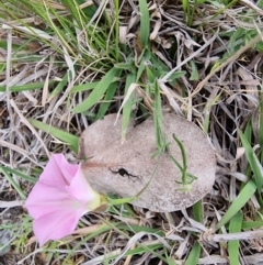 Convolvulus angustissimus subsp. angustissimus at Kaleen, ACT - 15 Oct 2023