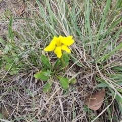 Goodenia pinnatifida (Scrambled Eggs) at Lawson, ACT - 15 Oct 2023 by MattY1