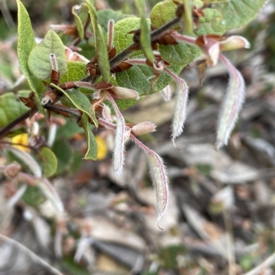 Platylobium montanum subsp. montanum (Mountain Flat Pea) at Brindabella, NSW - 15 Oct 2023 by JaneR