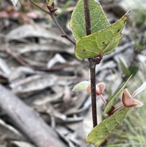 Platylobium montanum subsp. montanum at Brindabella, NSW - 15 Oct 2023 01:44 PM