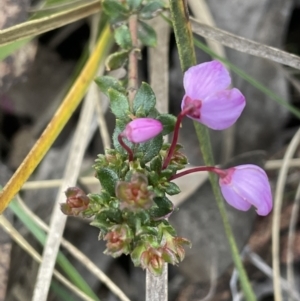 Tetratheca bauerifolia at Brindabella, NSW - 15 Oct 2023