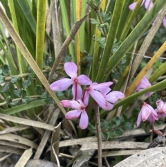 Tetratheca bauerifolia at Brindabella, NSW - 15 Oct 2023