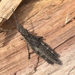 Coryphistes ruricola (Bark-mimicking Grasshopper) at Borough, NSW - 13 Oct 2023 by mcleana