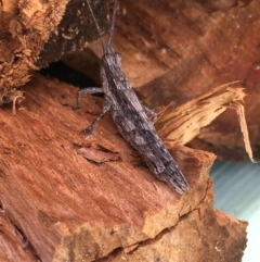 Coryphistes ruricola at Borough, NSW - 14 Oct 2023