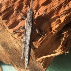 Coryphistes ruricola at Borough, NSW - 14 Oct 2023