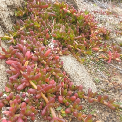 Disphyma crassifolium subsp. clavellatum (Rounded Noon-flower) at Cape Raoul, TAS - 22 Jun 2023 by Detritivore