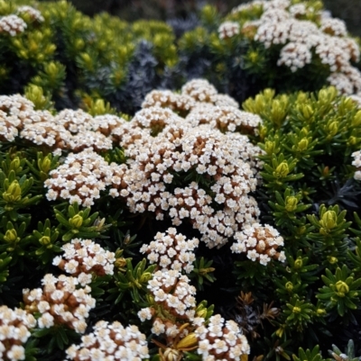 Ozothamnus ledifolius (Kerosene Bush) at Wellington Park, TAS - 10 Feb 2023 by Detritivore