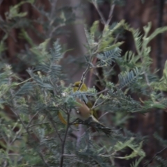 Zosterops lateralis (Silvereye) at Gundaroo, NSW - 15 Oct 2023 by Gunyijan