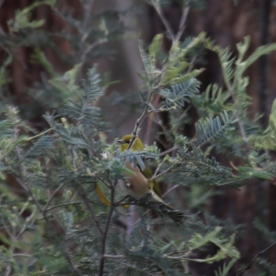 Zosterops lateralis (Silvereye) at Gundaroo, NSW - 15 Oct 2023 by Gunyijan