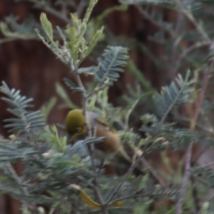 Zosterops lateralis at Gundaroo, NSW - 16 Oct 2023