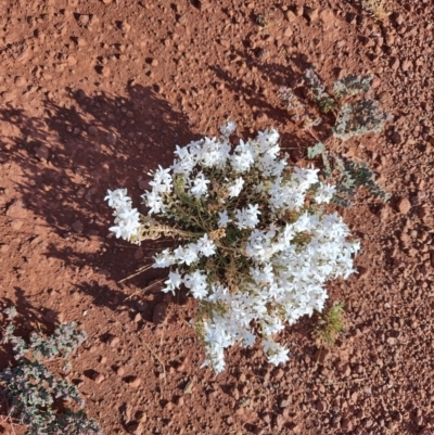 Macgregoria racemigera at Opalton, QLD - 2 Aug 2023 by LyndalT