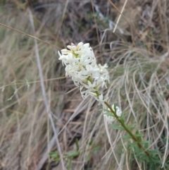 Stackhousia monogyna (Creamy Candles) at Ridgeway, TAS - 12 Oct 2023 by Detritivore