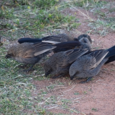 Struthidea cinerea (Apostlebird) at Eulo, QLD - 26 Jul 2023 by LyndalT