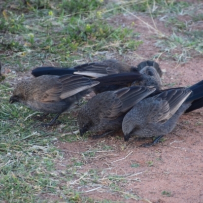 Struthidea cinerea (Apostlebird) at Eulo, QLD - 25 Jul 2023 by LyndalT