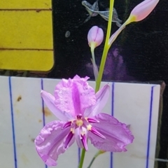 Arthropodium sp. Albury (A.D.J.Piesse 9) at Chiltern, VIC - 16 Oct 2023 by Steve818