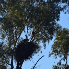 Haliastur sphenurus (Whistling Kite) at Longreach, QLD - 30 Jul 2023 by LyndalT