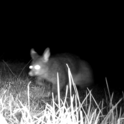 Trichosurus vulpecula (Common Brushtail Possum) at Surf Beach, NSW - 16 Oct 2023 by LyndalT