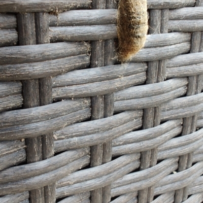 Unidentified Other moth at Greenleigh, NSW - 16 Oct 2023 by LyndalT