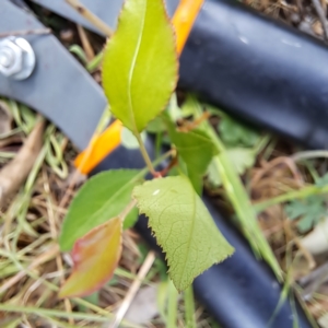 Prunus sp. at Watson, ACT - 16 Oct 2023