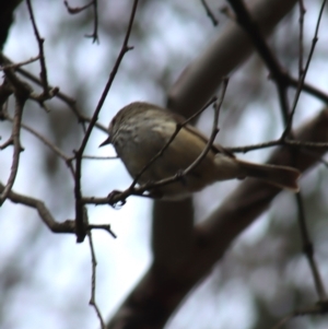 Acanthiza pusilla at Gundaroo, NSW - 16 Oct 2023