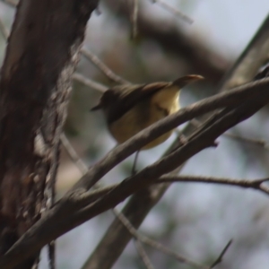 Acanthiza reguloides at Gundaroo, NSW - 16 Oct 2023