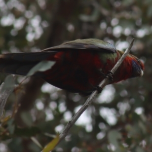 Platycercus elegans at Gundaroo, NSW - 16 Oct 2023