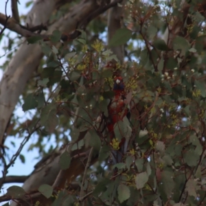 Platycercus elegans at Gundaroo, NSW - 16 Oct 2023