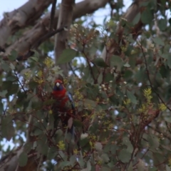 Platycercus elegans at Gundaroo, NSW - 16 Oct 2023