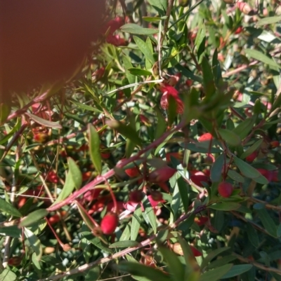 Eremophila maculata (Spotted Emu Bush, Spotted Fuchsia) at Nyngan, NSW - 30 Aug 2022 by LyndalT