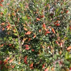 Eremophila maculata (Spotted Emu Bush, Spotted Fuchsia) at Nyngan, NSW - 30 Aug 2022 by LyndalT