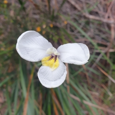 Diplarrena moraea (White Flag Iris) at Fern Tree, TAS - 12 Oct 2023 by Detritivore