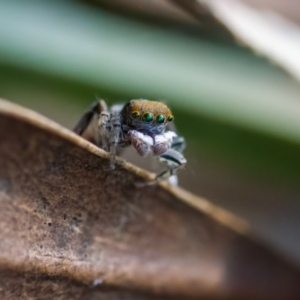 Maratus pavonis at Paddys River, ACT - 28 Sep 2023